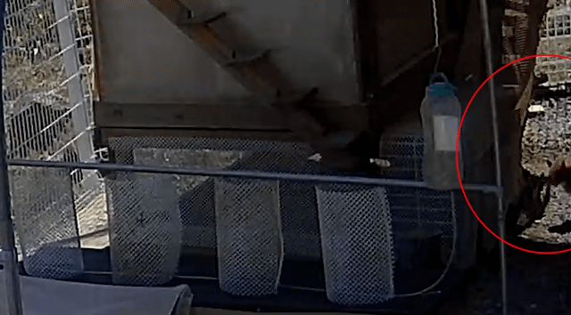 [매탈남] 집나온 병아리 지켜주는 고양이 | 인스티즈