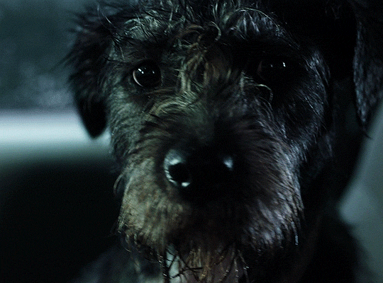 연락이 안되는 아빠가 걱정되서 집에 가봤더니 강아지가 지하실을 계속 응시하길래...gif | 인스티즈