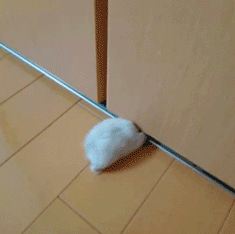 아주 작은 칭구칭긔를 초대한 갱얼지 | 인스티즈