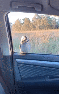 아주 작은 칭구칭긔를 초대한 갱얼지 | 인스티즈