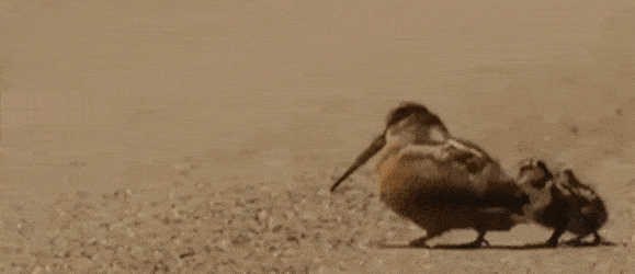 아주 작은 칭구칭긔를 초대한 갱얼지 | 인스티즈