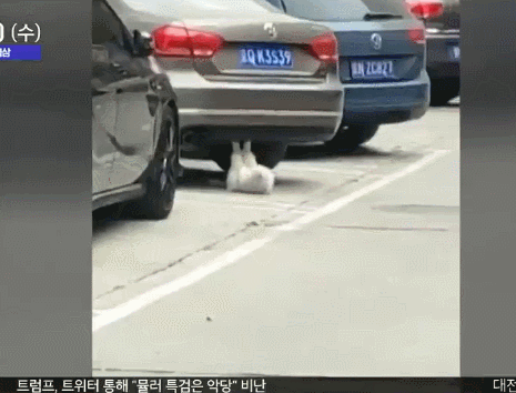 아주 작은 칭구칭긔를 초대한 갱얼지 | 인스티즈