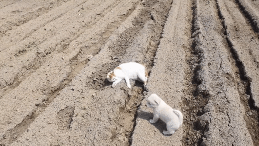 고양이한테 냥냥펀치 맞고 도망가는 시고르자브종.gif | 인스티즈