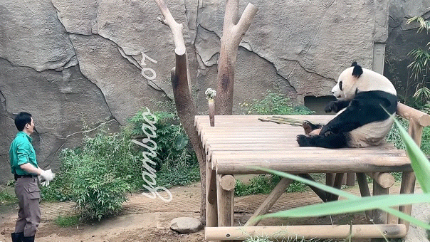 수컷 성체 자이언트 판다를 철망 없이 이 거리에서 찍는다고요..? | 인스티즈