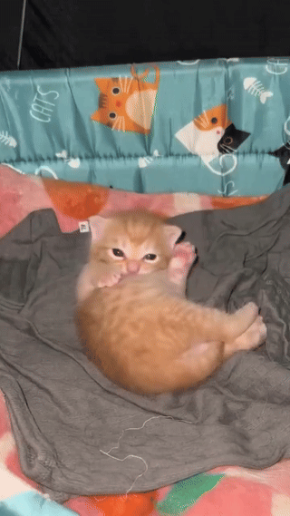 그루밍 못 하는 아기 고영 | 인스티즈