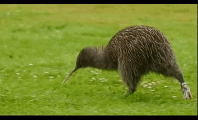 아ㅋㅋ 어케 새 이름이 키위 ㅋㅋ | 인스티즈