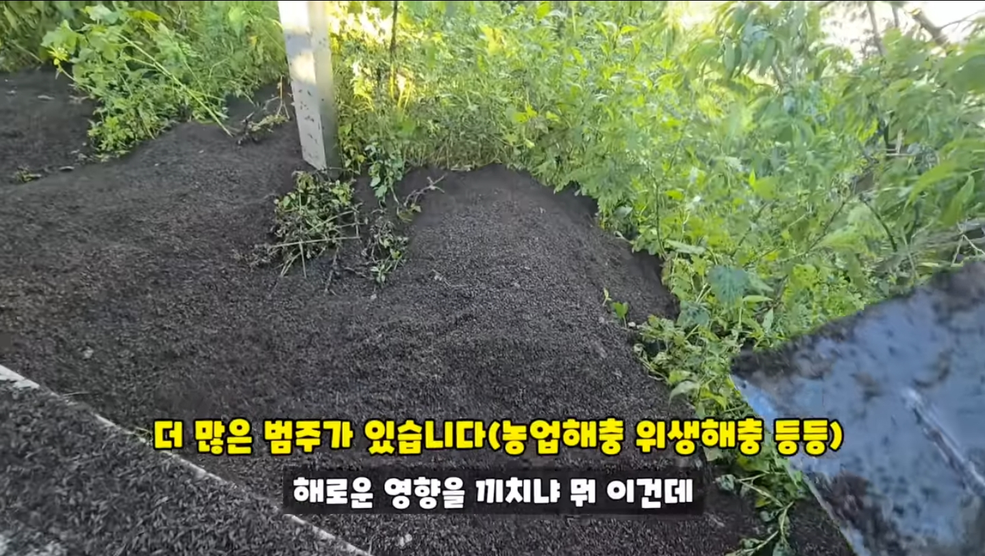 직접 가본 피셜 재앙수준이라는 인천 계양산 상황...jpg | 인스티즈