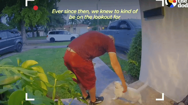 배송기사님 반기느라 바쁜 고양이.gif | 인스티즈