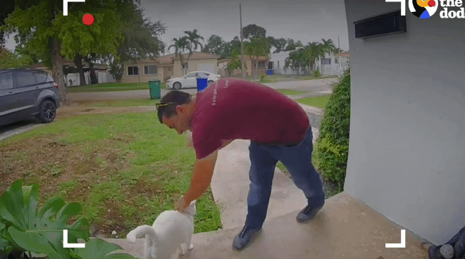 배송기사님 반기느라 바쁜 고양이.gif | 인스티즈