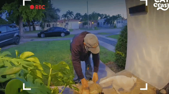 배송기사님 반기느라 바쁜 고양이.gif | 인스티즈