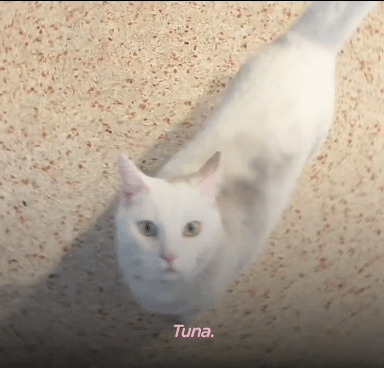 배송기사님 반기느라 바쁜 고양이.gif | 인스티즈