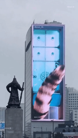 요즘 서울 광화문에 나타나는 호랑이 | 인스티즈