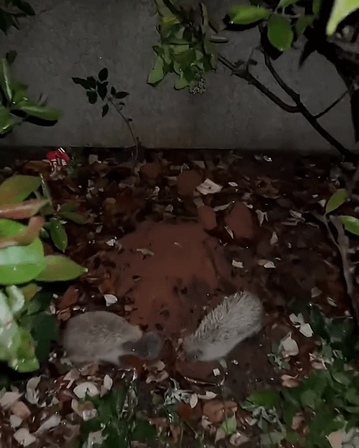 야밤에 이동하는 고슴도치 가족....gif | 인스티즈