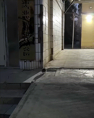 야밤에 이동하는 고슴도치 가족....gif | 인스티즈