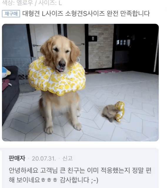 강아지 넥카라 구매 후기라는데 미칠 것 같음... | 인스티즈
