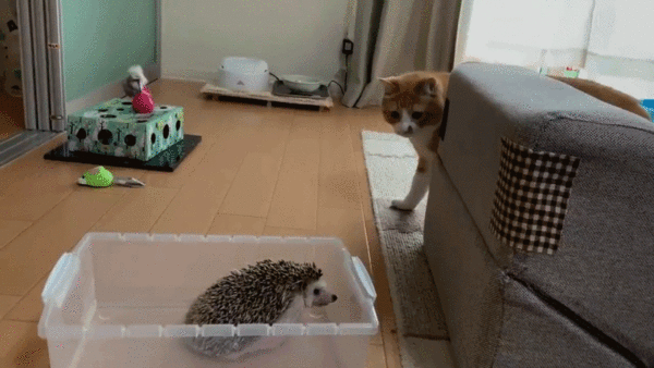 고슴도치에게 냥냥펀치! | 인스티즈