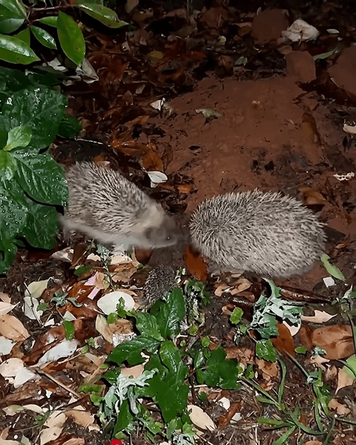 야밤에 이동하는 고슴도치 가족....gif | 인스티즈