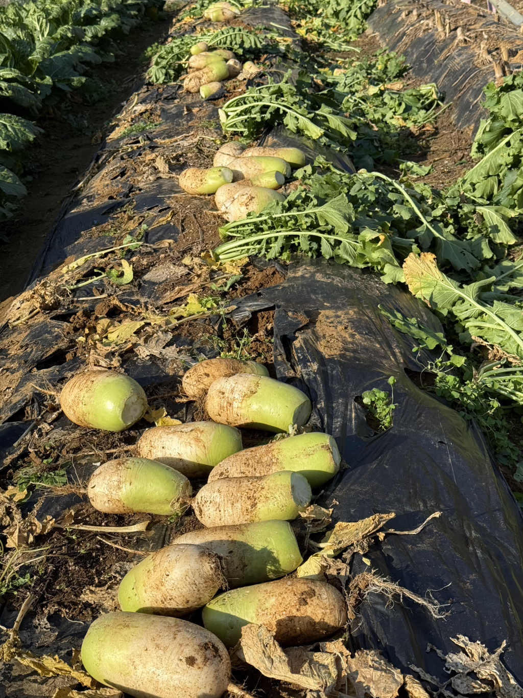 어제 김장했엉 | 인스티즈