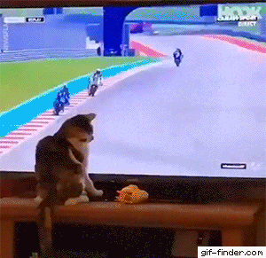 사고치는 고양이.gif | 인스티즈