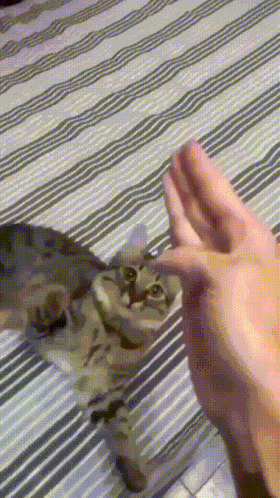 절권도 좀 하는 냥아치 | 인스티즈