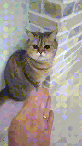 절권도 좀 하는 냥아치 | 인스티즈