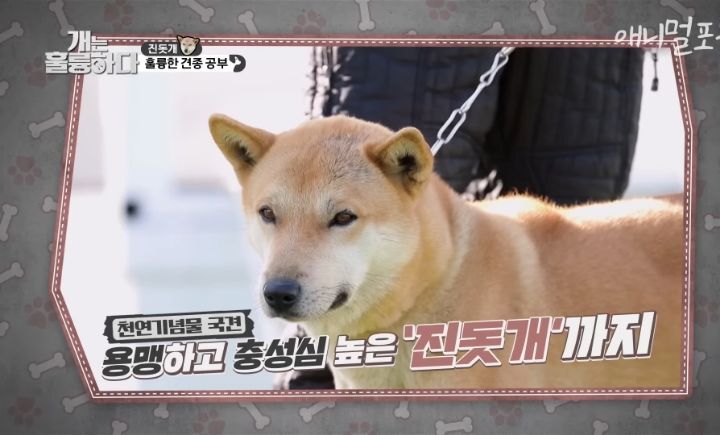 [개는 훌륭하다] 우리나라 진돗개 원탑이라는 아치 | 인스티즈