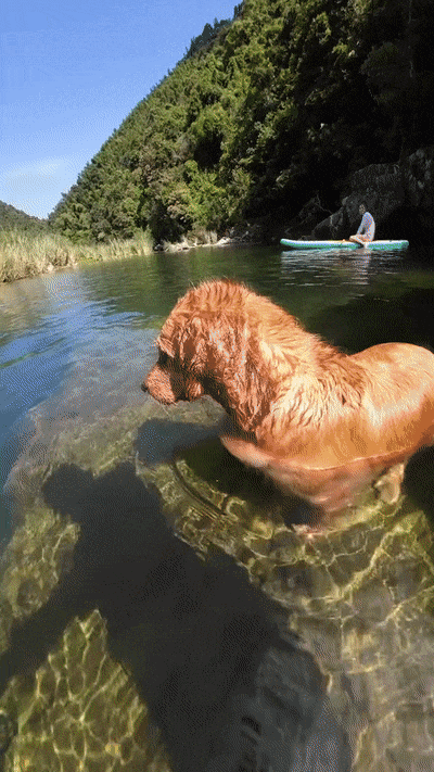 잠수해서 폰 건져오는 골댕이 | 인스티즈