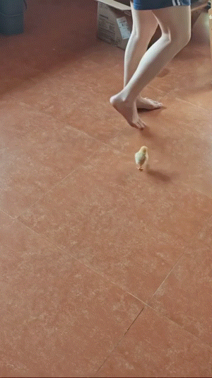 엄마 따라하는 병아리 | 인스티즈