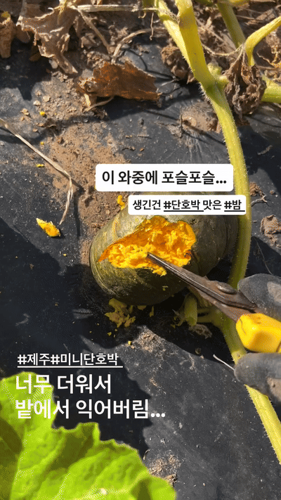 너무 더워서 밭에서 익어버린 단호박 | 인스티즈