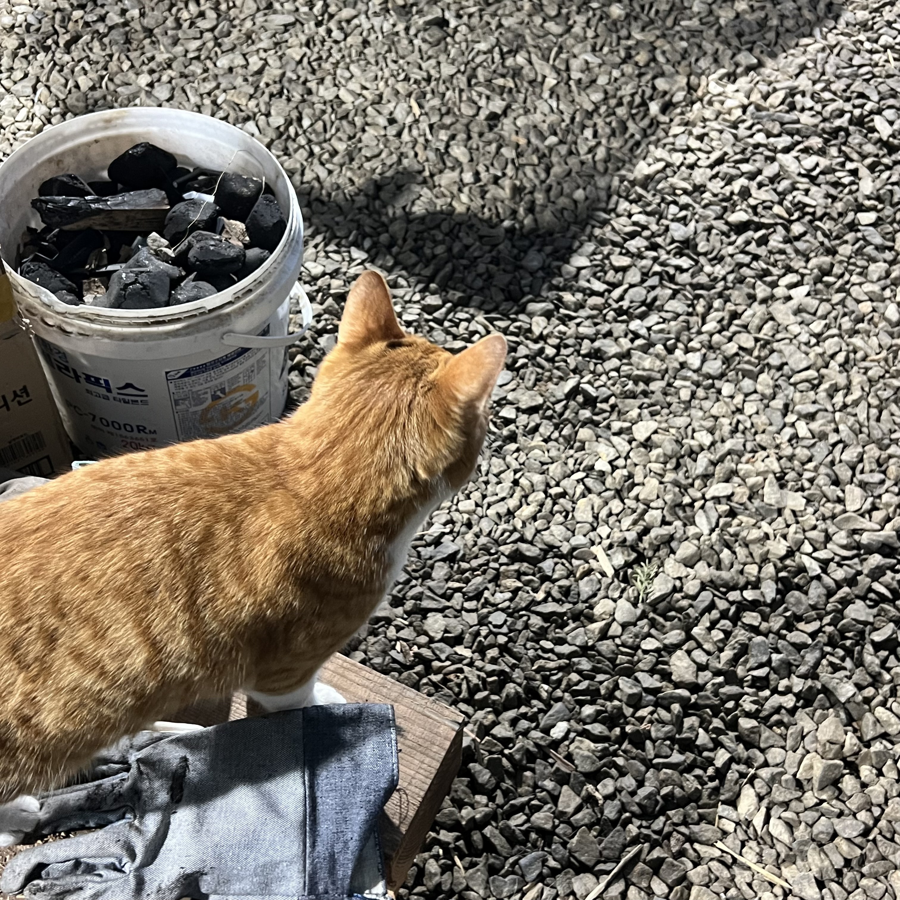 굴러 들어와 눌러앉은 강쥐 | 인스티즈