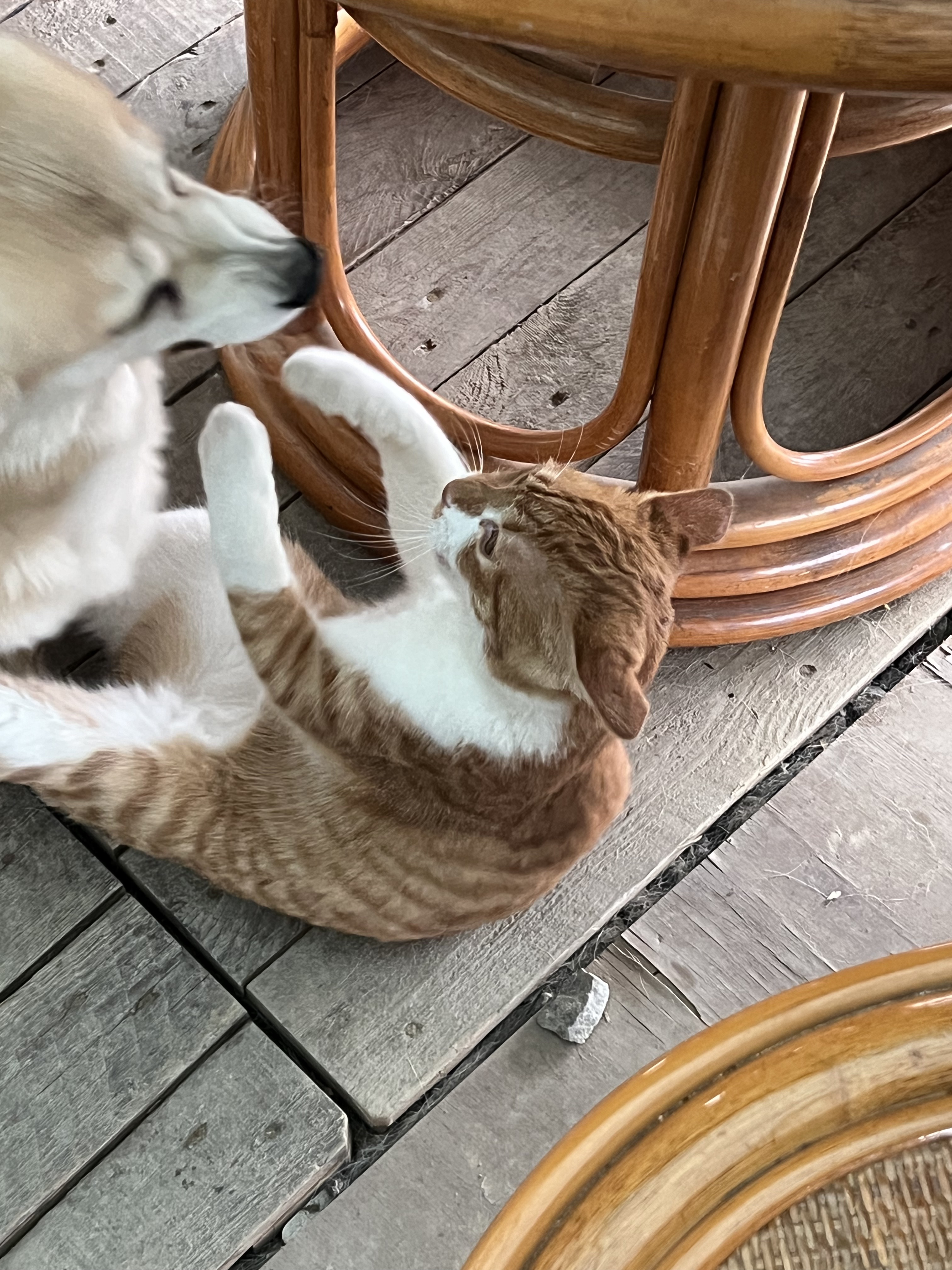 굴러 들어와 눌러앉은 강쥐 | 인스티즈