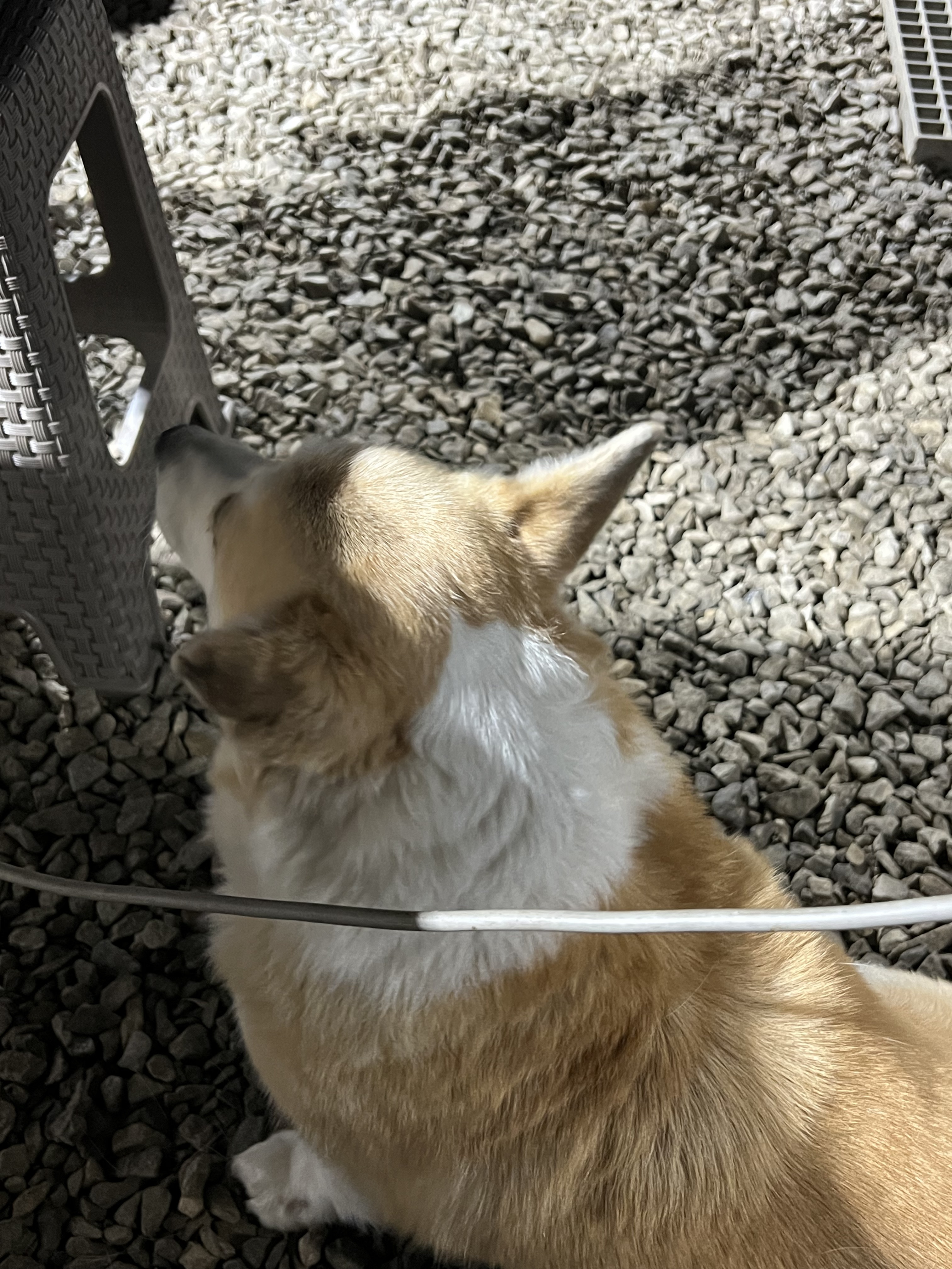 굴러 들어와 눌러앉은 강쥐 | 인스티즈