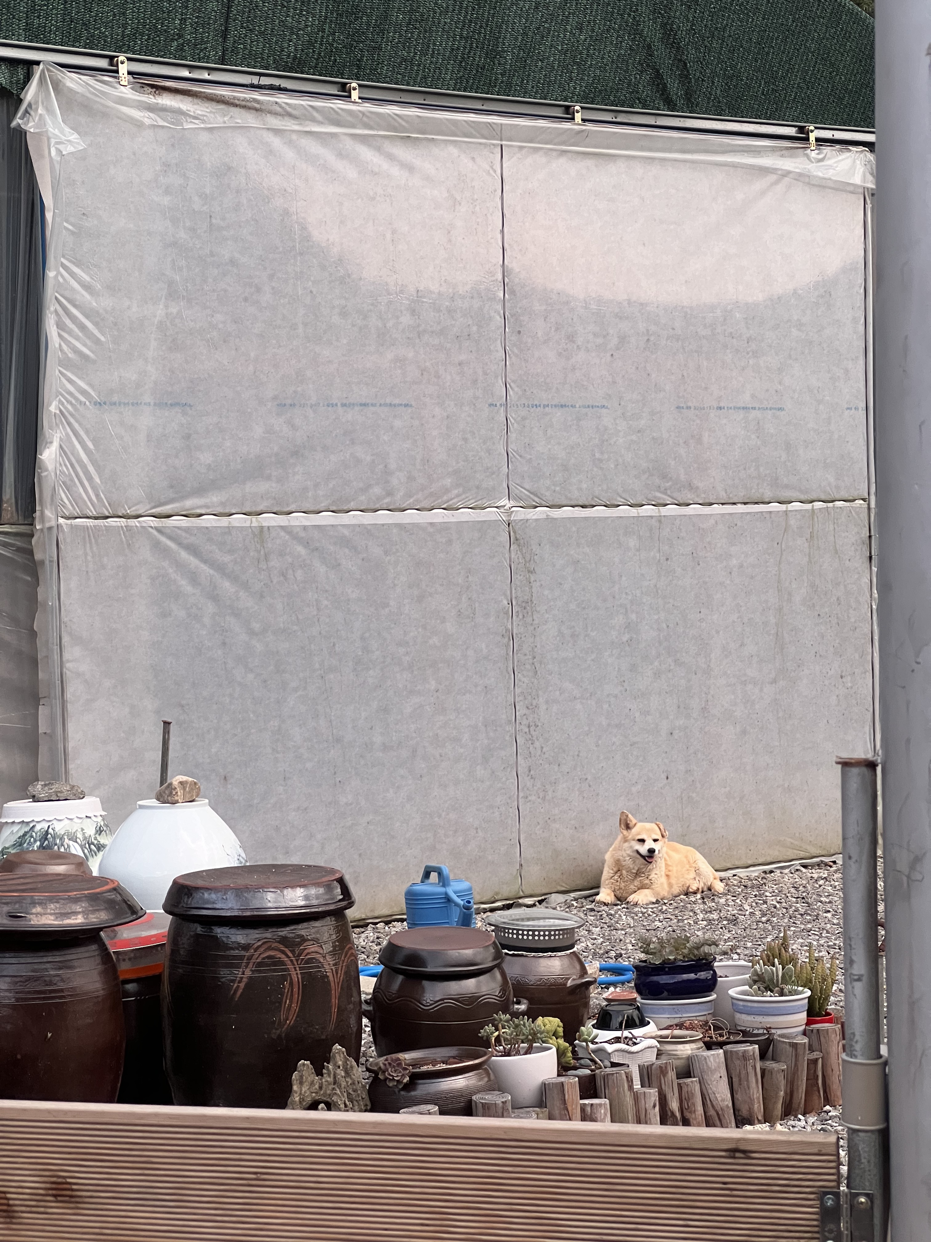 굴러 들어와 눌러앉은 강쥐 | 인스티즈