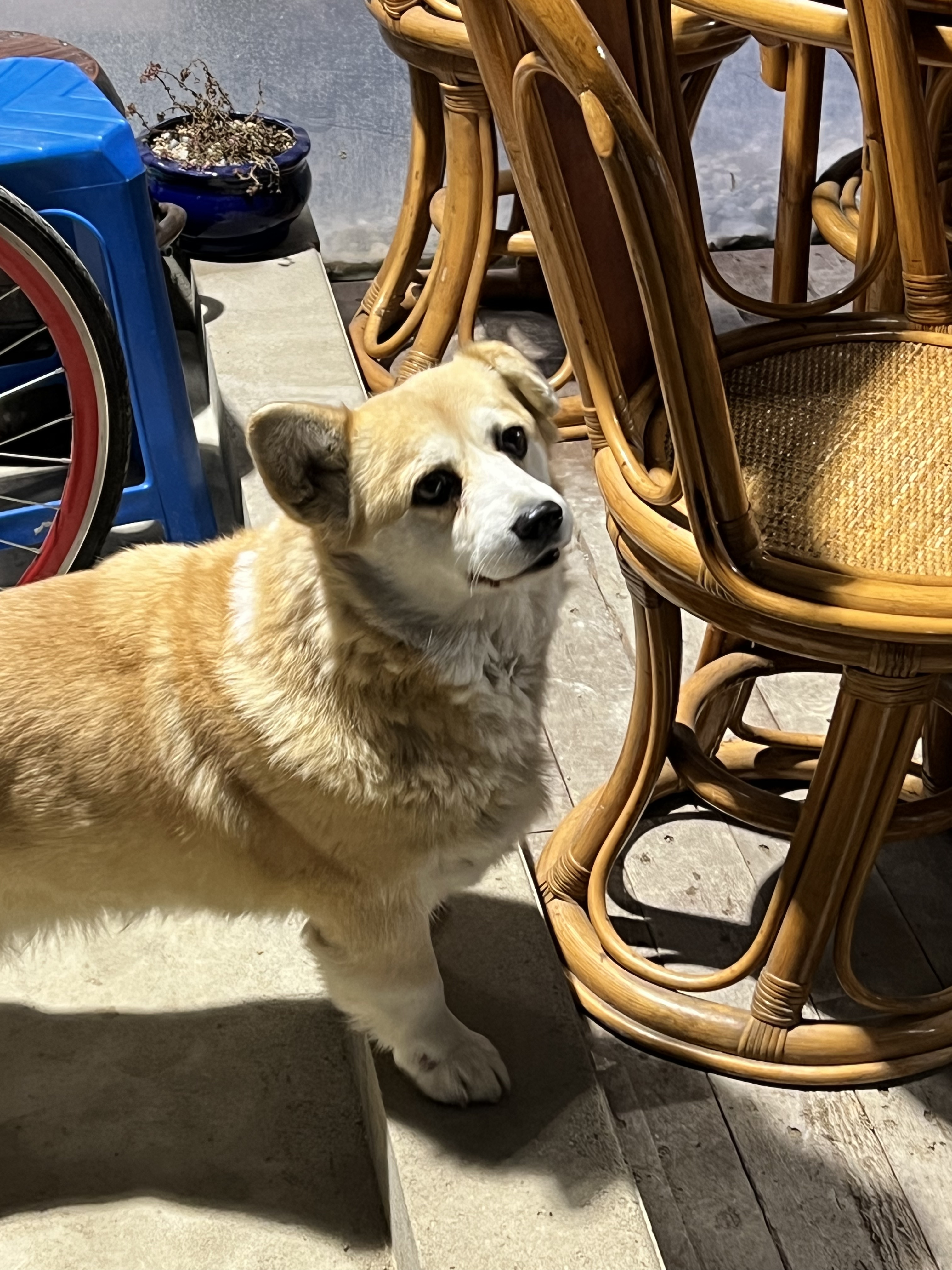 굴러 들어와 눌러앉은 강쥐 | 인스티즈