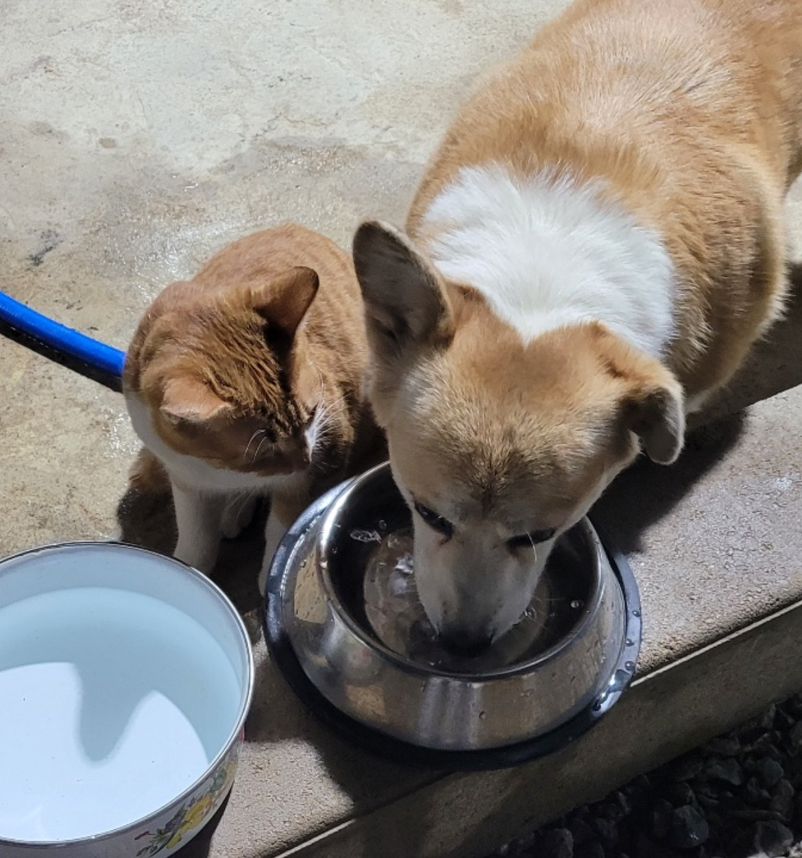 굴러 들어와 눌러앉은 강쥐 | 인스티즈