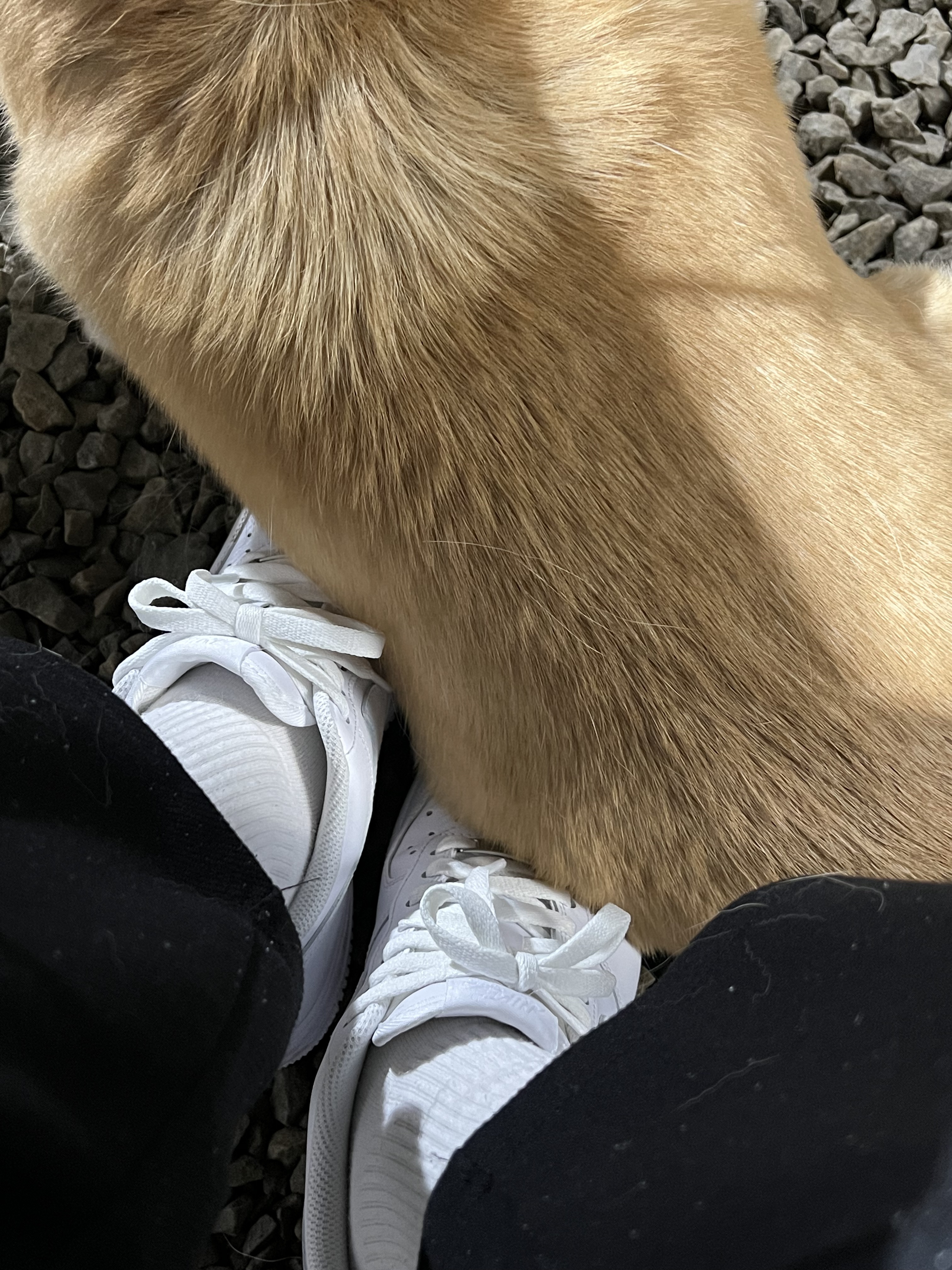 굴러 들어와 눌러앉은 강쥐 | 인스티즈