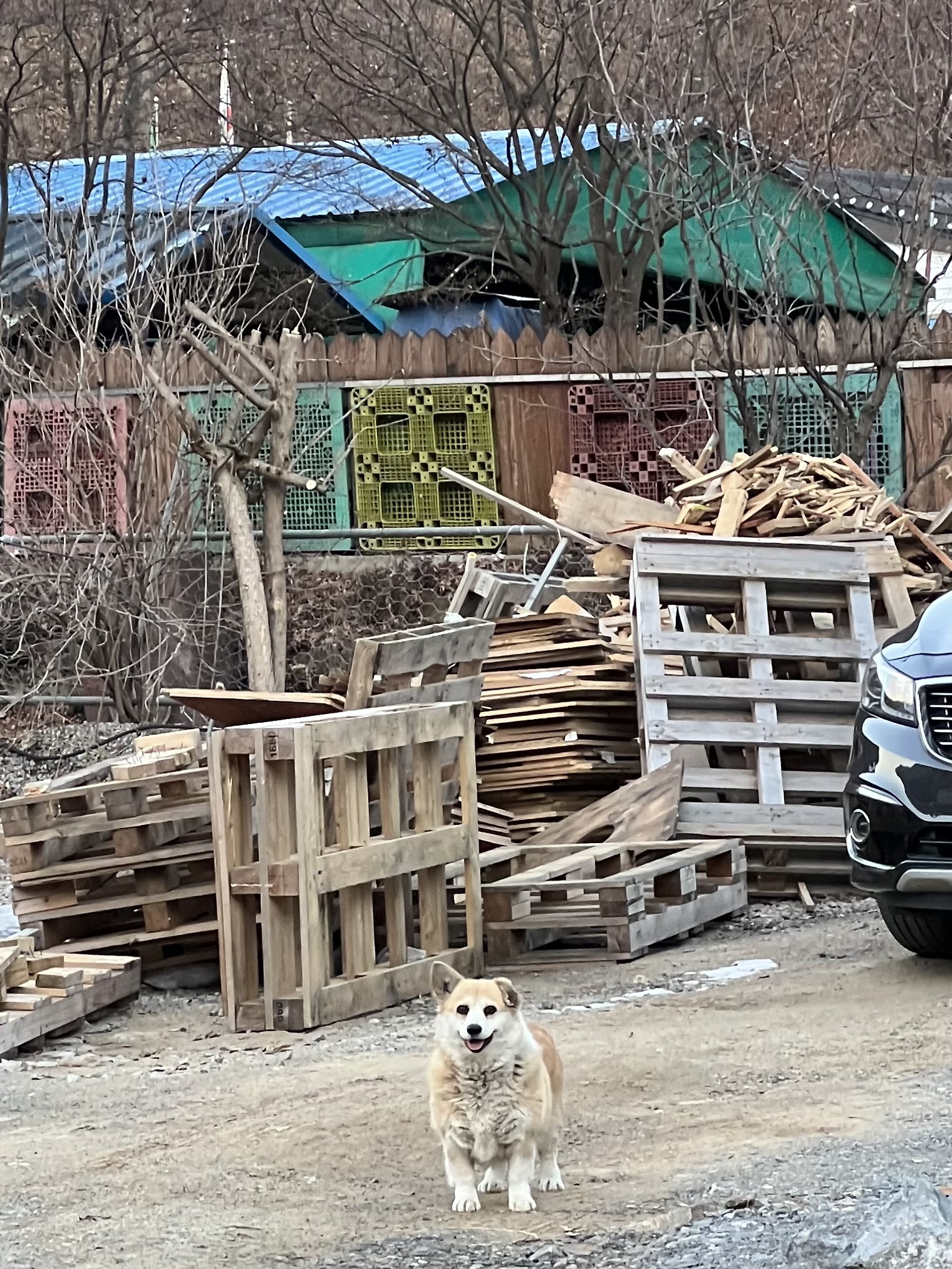 굴러 들어와 눌러앉은 강쥐 | 인스티즈