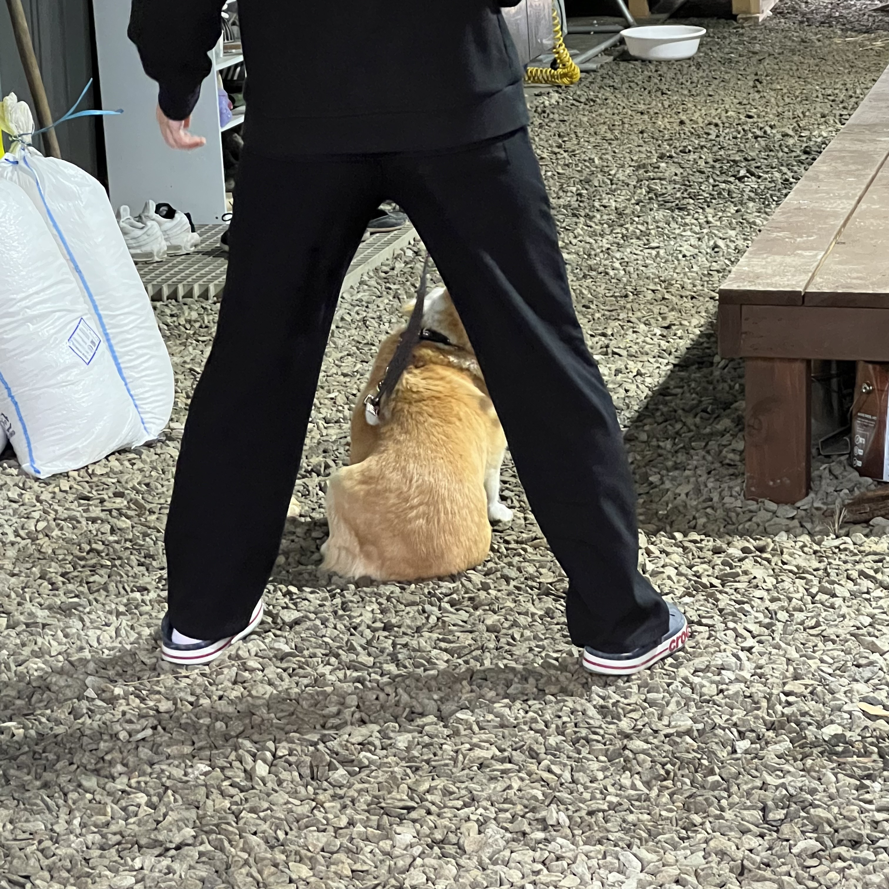 굴러 들어와 눌러앉은 강쥐 | 인스티즈