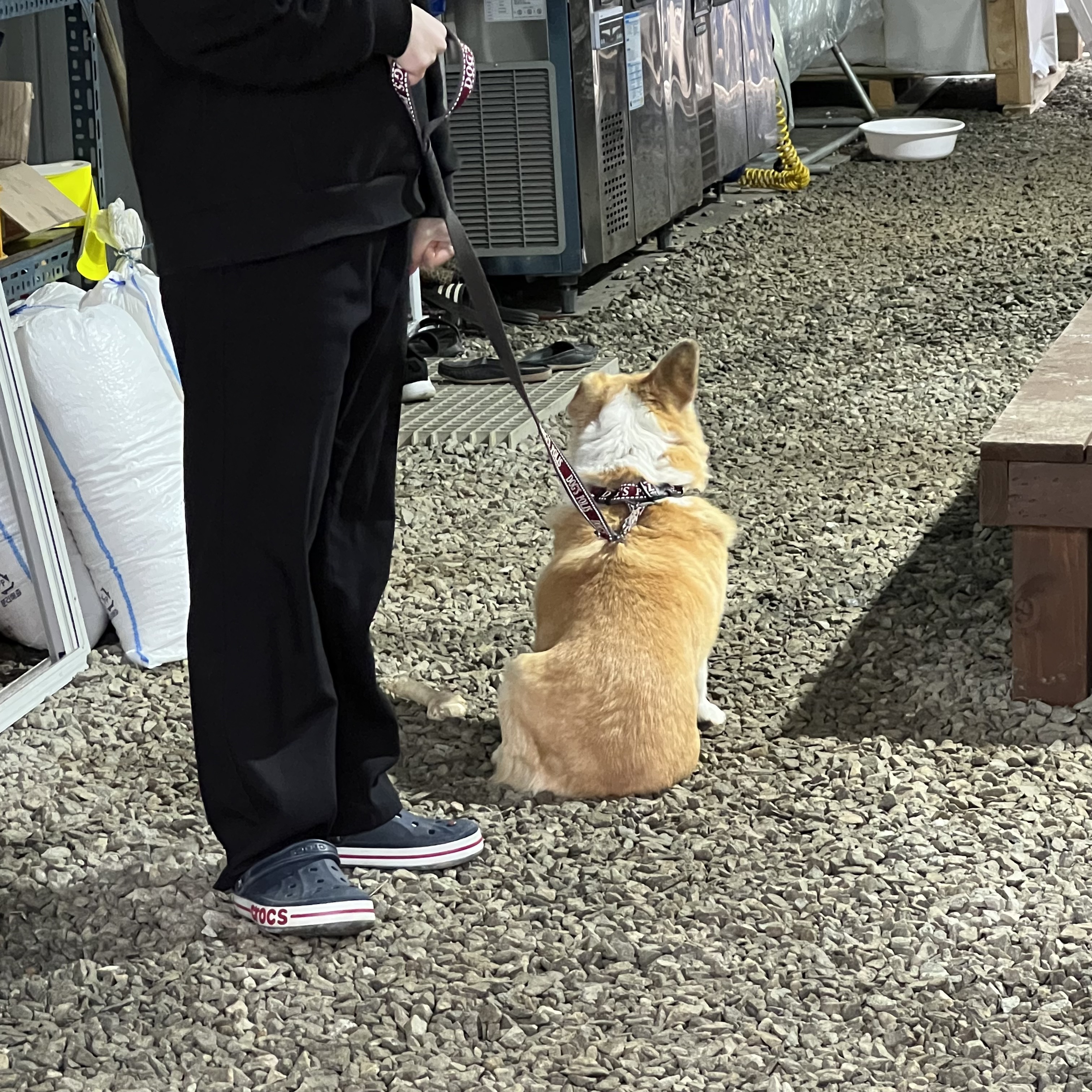 굴러 들어와 눌러앉은 강쥐 | 인스티즈