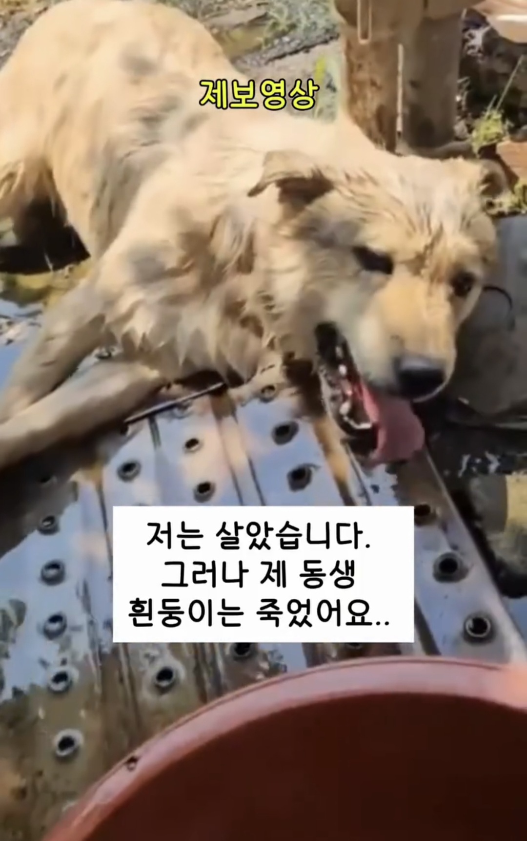 폭염 속, 목줄을 풀지 못한 제 동생은 열사병으로 죽었어요 | 인스티즈