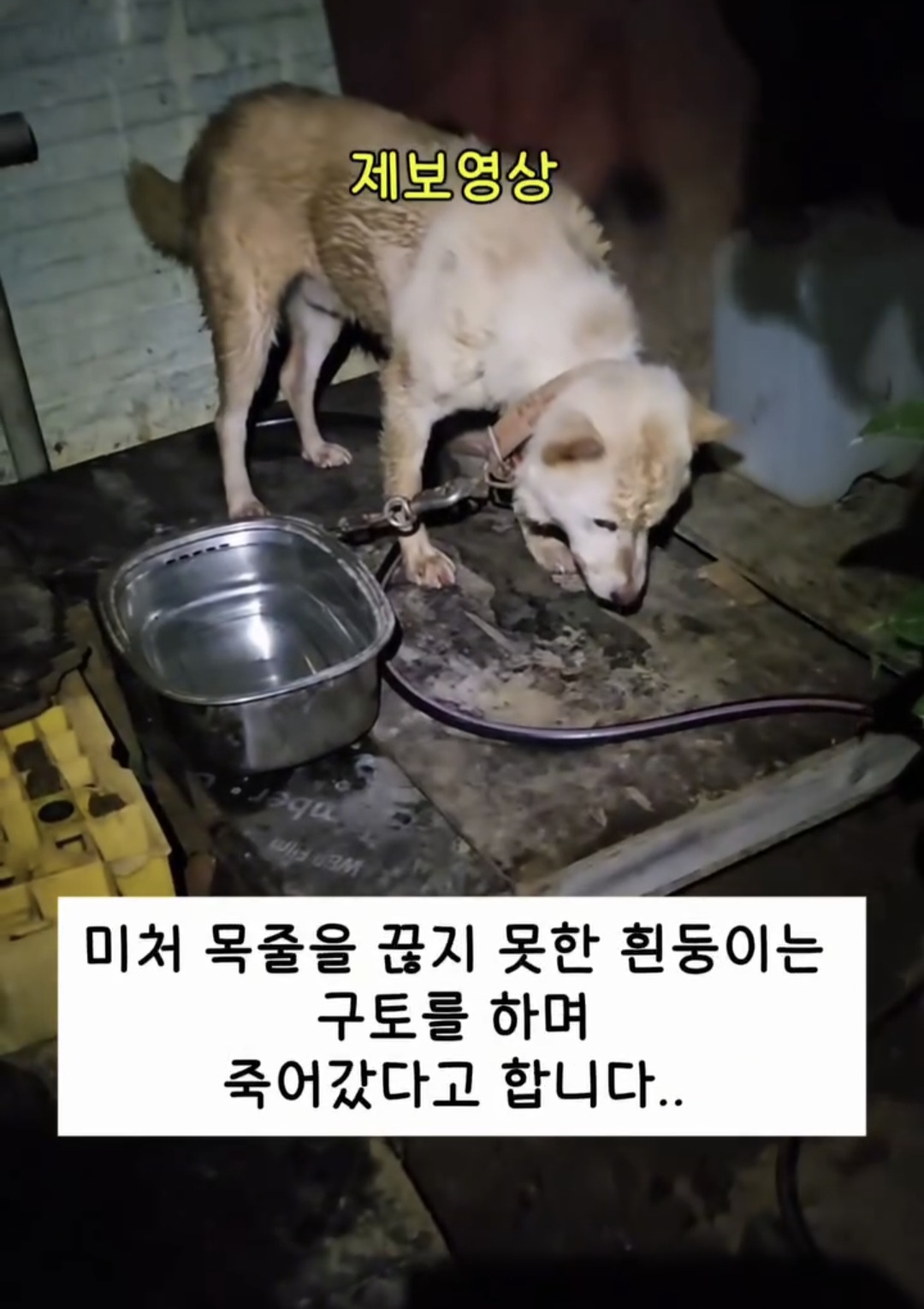 폭염 속, 목줄을 풀지 못한 제 동생은 열사병으로 죽었어요 | 인스티즈