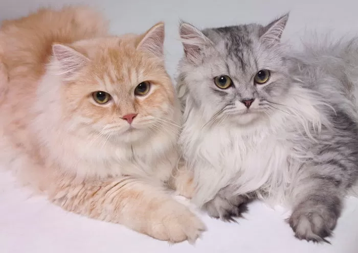 "하남까지 고양이 2마리 옮겨주면 5만원"... 대구 당근에 올라온 황당 알바 구인글 | 인스티즈