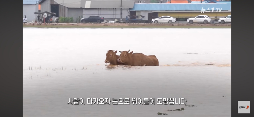 이번 폭우로 망연자실하고 서있는 젊은 목장주…jpg | 인스티즈