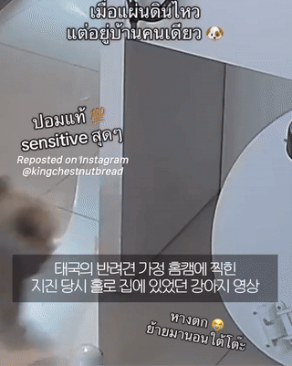 태국 지진 당시 혼자 집에 있었던 강아지 반응.gif | 인스티즈
