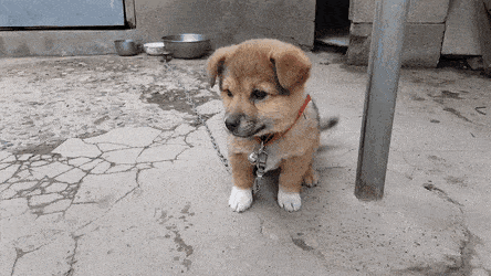 잡종, 믹스의 또 다른 표현 | 인스티즈