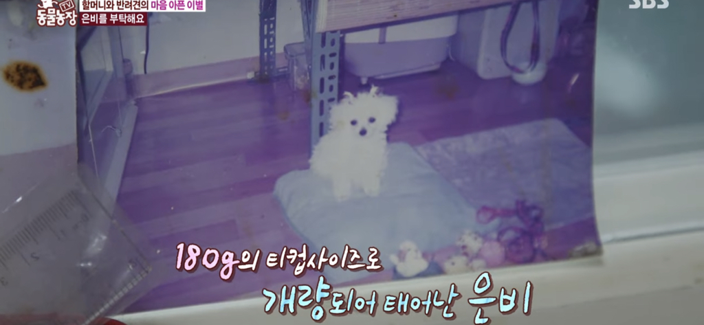 서로를 위해 헤어지는 할머니와 은비 | 인스티즈