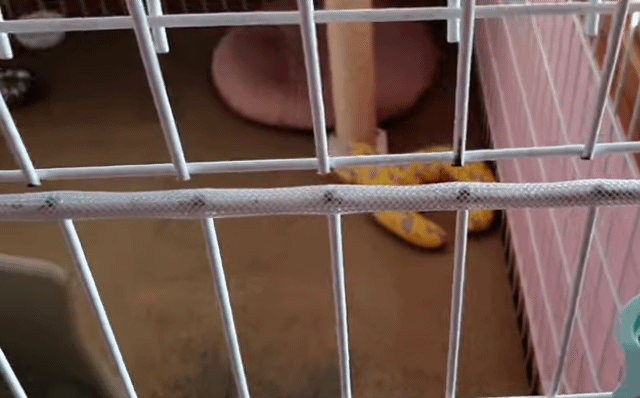 집사 훔쳐보면서 아닌 척하는 고양이 | 인스티즈