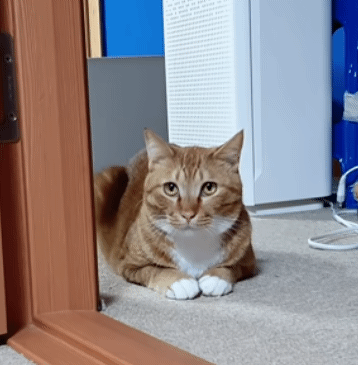 집사 훔쳐보면서 아닌 척하는 고양이 | 인스티즈