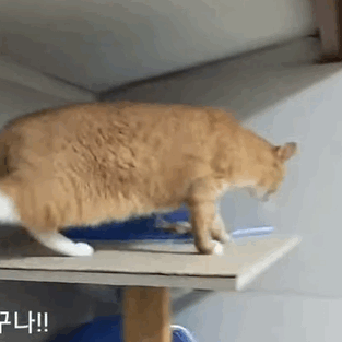 집사 훔쳐보면서 아닌 척하는 고양이 | 인스티즈