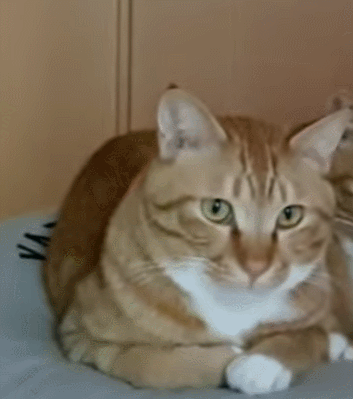 집사 훔쳐보면서 아닌 척하는 고양이 | 인스티즈